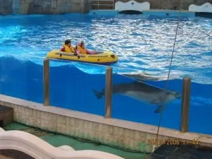 پارک دلفین های کیش