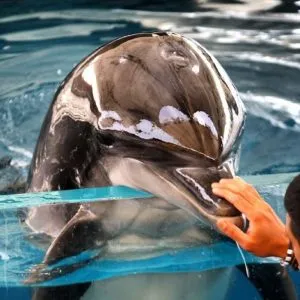 پارک دلفین های کیش