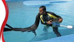 دلفیناریوم جزیره کیش