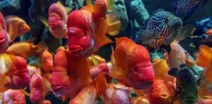 آکواریوم دبی