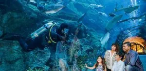 آکواریوم دبی