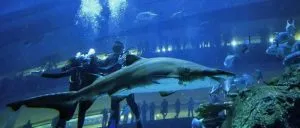 آکواریوم دبی