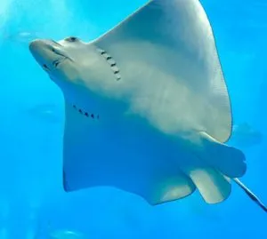 آکواریوم دبی