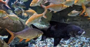 آکواریوم دبی