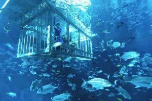 آکواریوم دبی