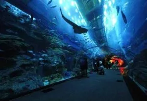 آکواریوم دبی