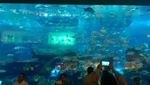 آکواریوم دبی