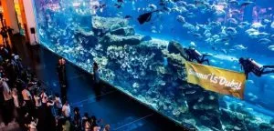آکواریوم دبی