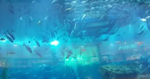 آکواریوم دبی