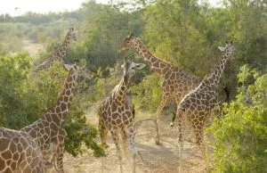 جزیره صیر بنی یاس