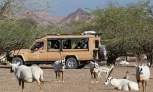 جزیره صیر بنی یاس