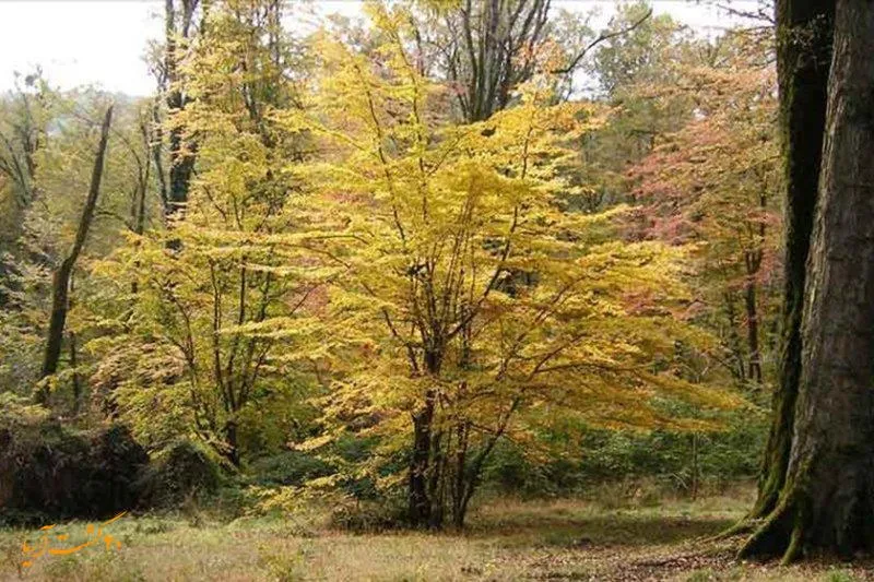 بهشت گمشده شیراز