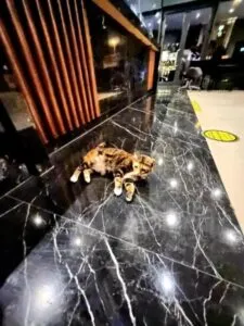 هتل چر استانبول