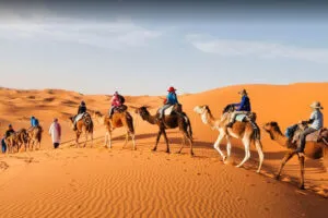 شترسواری سافاری