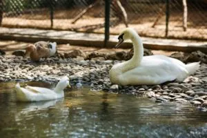 هتل بلیس دلوکس آنتالیا