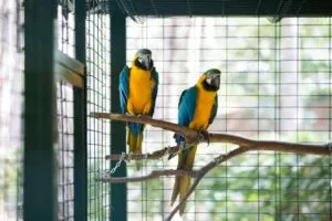 هتل بلیس دلوکس آنتالیا