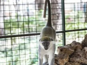 هتل بلیس دلوکس آنتالیا