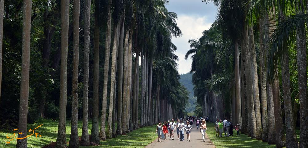 باغ گیاه شناسی پرادنیا کندی سریلانکا