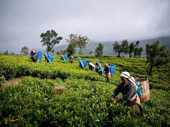 کارخانه ساخت چای در کندی سریلانکا