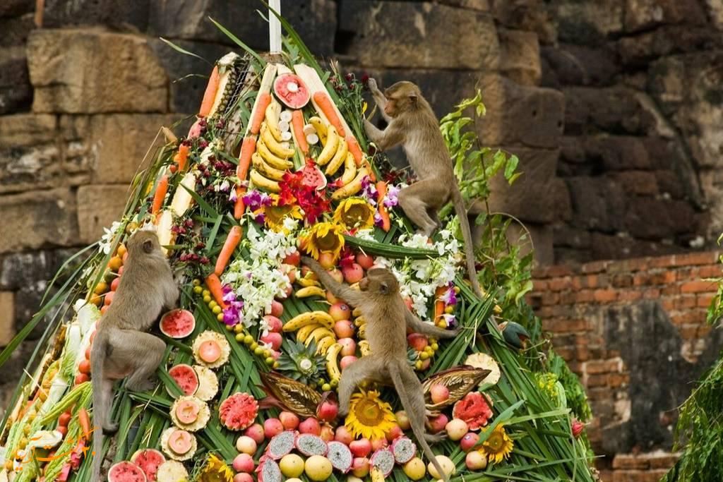 فستیوال میمون‌ها (Monkey Buffet Festival)
