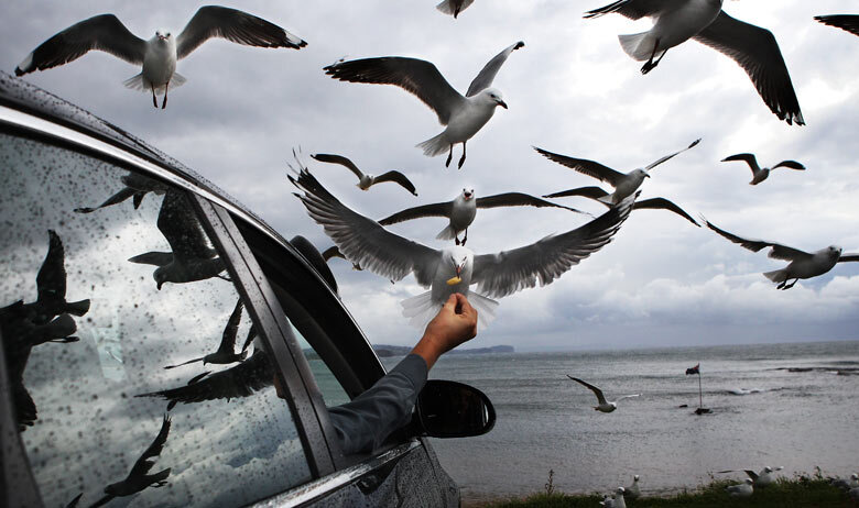 ممنوعیت غذا دادن به پرندگان